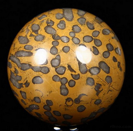 Petrified Coral Fossil